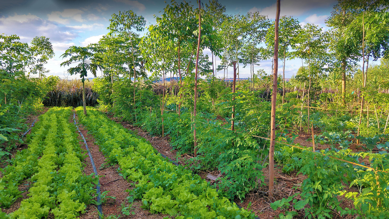 Agroforestry on a land field