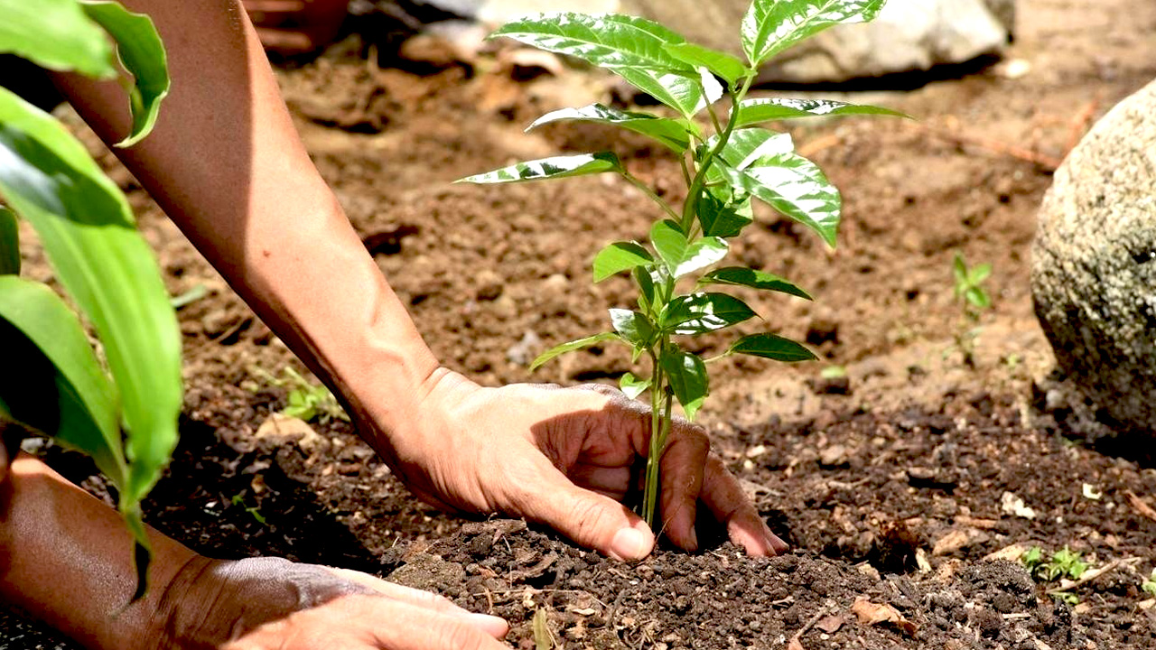 Reforestation and Afforestation