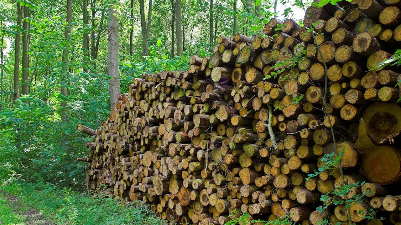 Sustainable Logging Practices are deforestation solutions