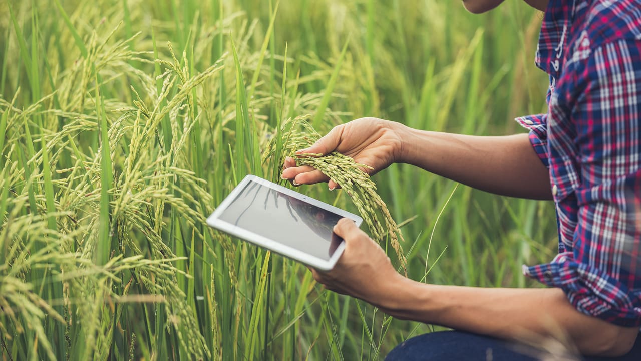 A framer testing the rice field while holding a tablet