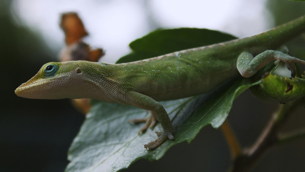 Leaf-Tail Gecko comes under animals that camouflage