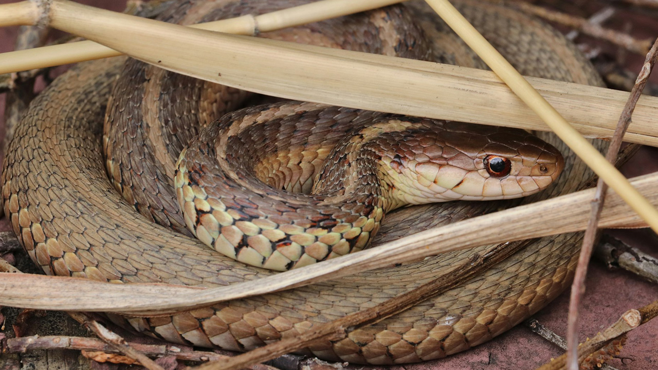 Garter Snake release the smell of prey to betray the attack