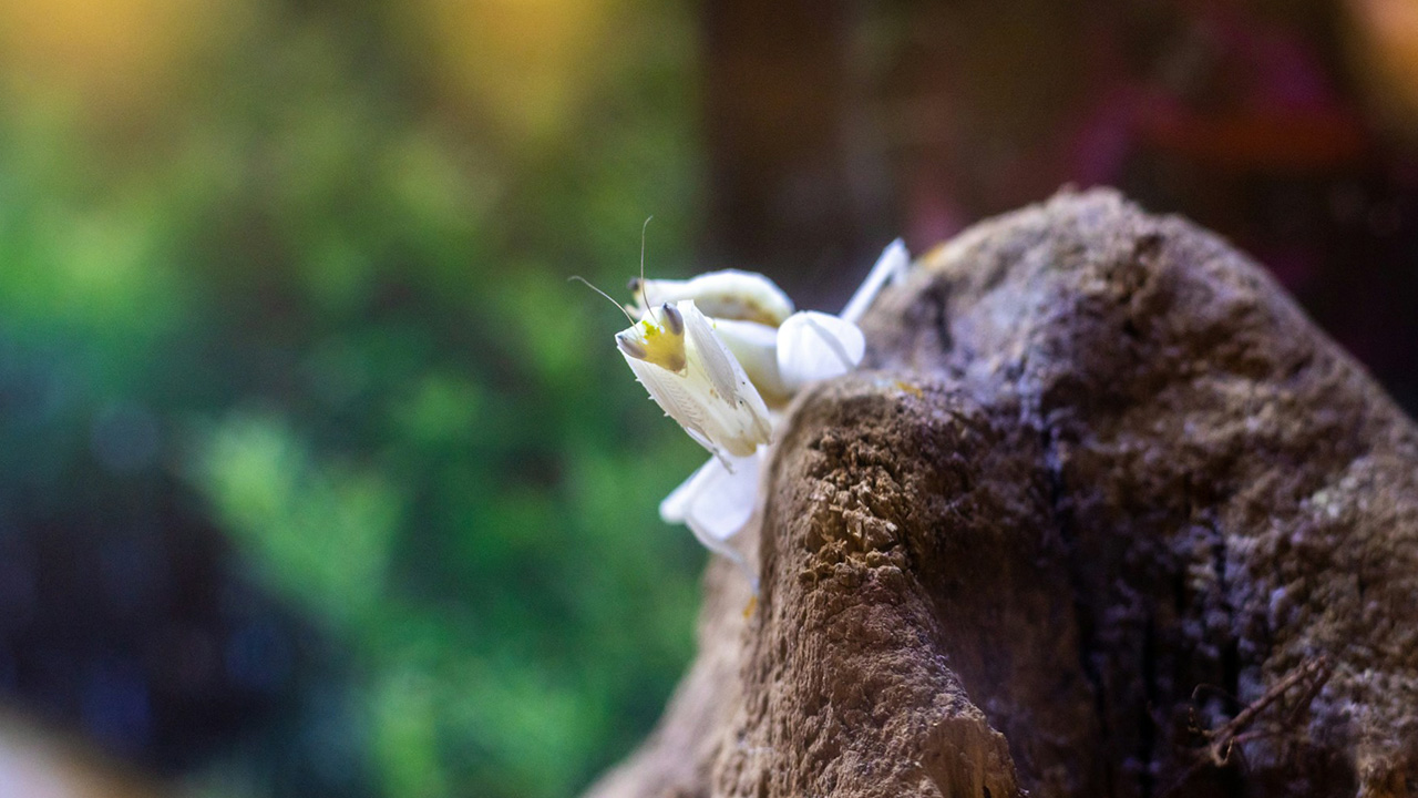 Orchid Mantis is the most beautiful flowery mantis