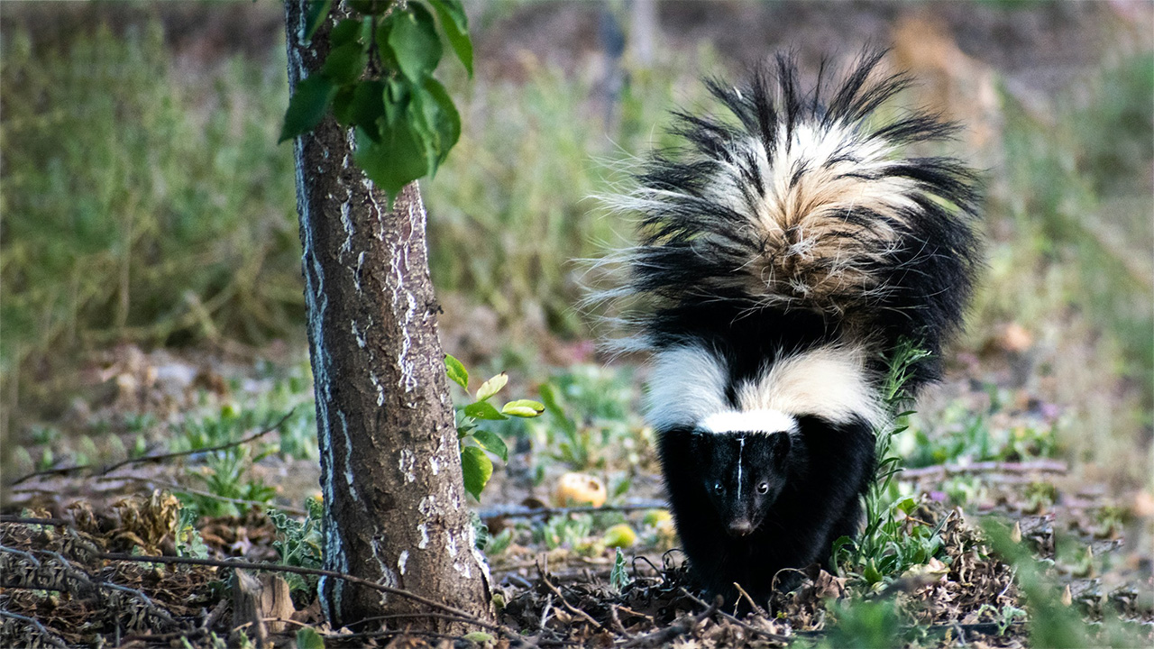 Skunks eliminate the dirty smell to dodge the hunters away