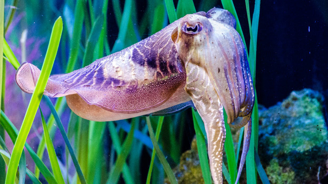 Humboldt Squid disguise by transforming into water