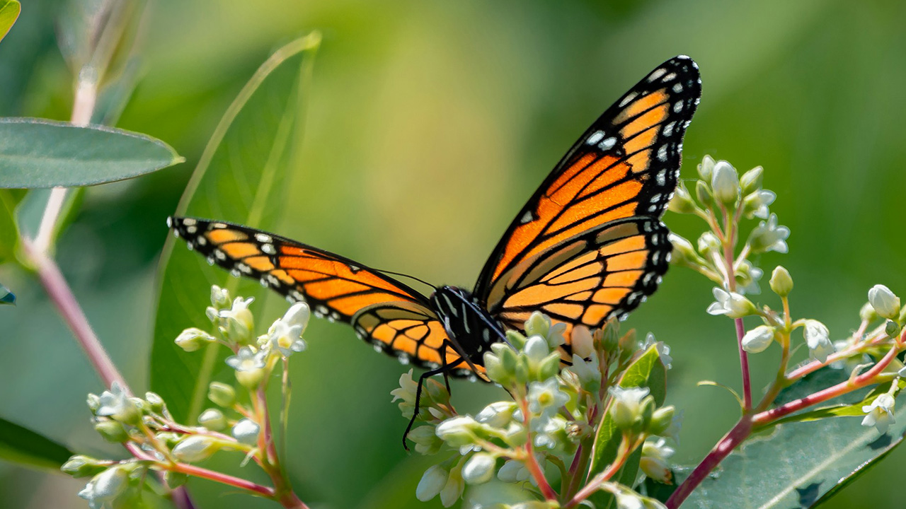 Viceroy Butterfly