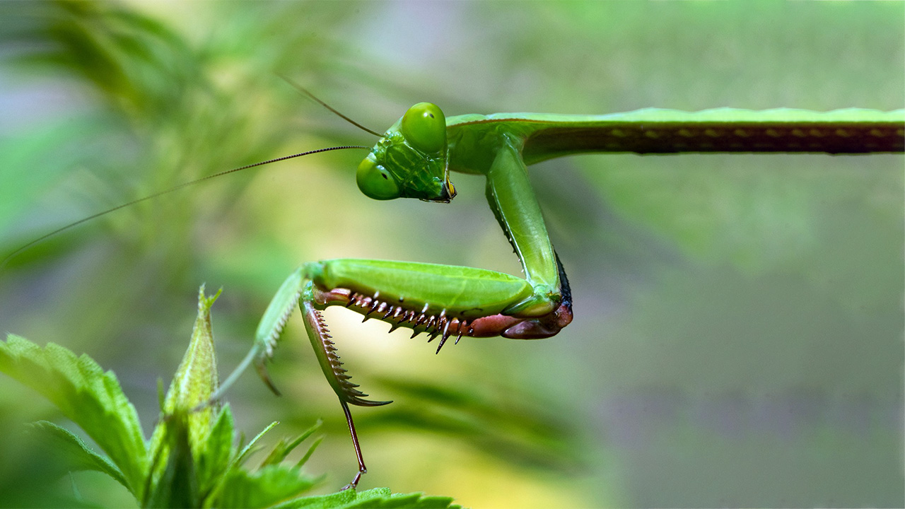 Praying Mantis deceives the prey and considered as animals that camouflage