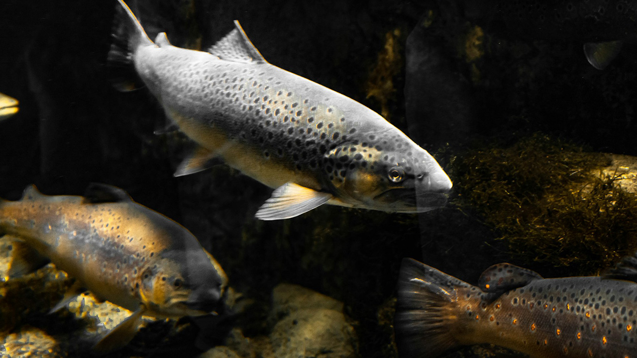 Speckled Trout blending into rocks under water