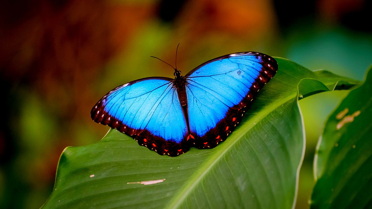 blue morpho butterfly