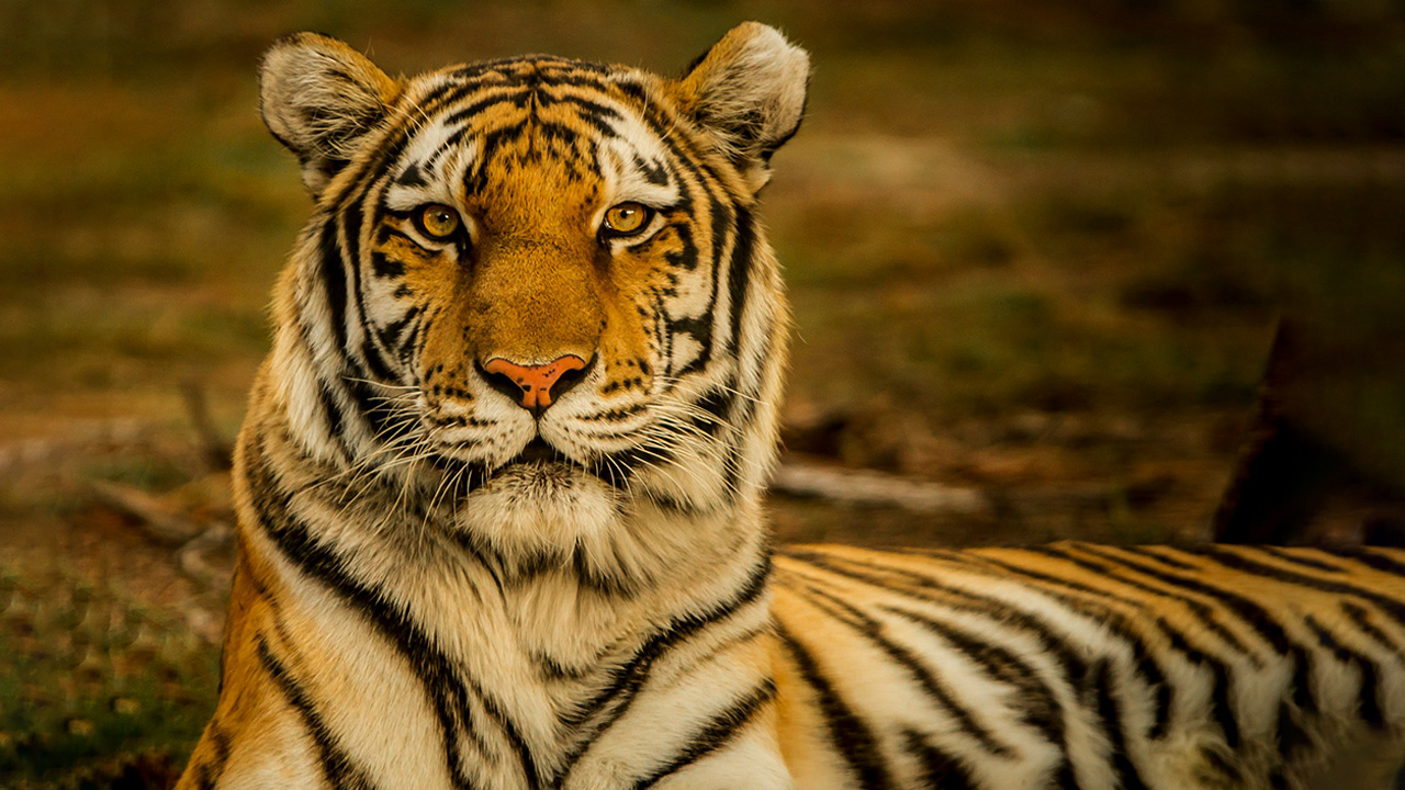 Tiger uses pattern camo to hide before attacking the prey