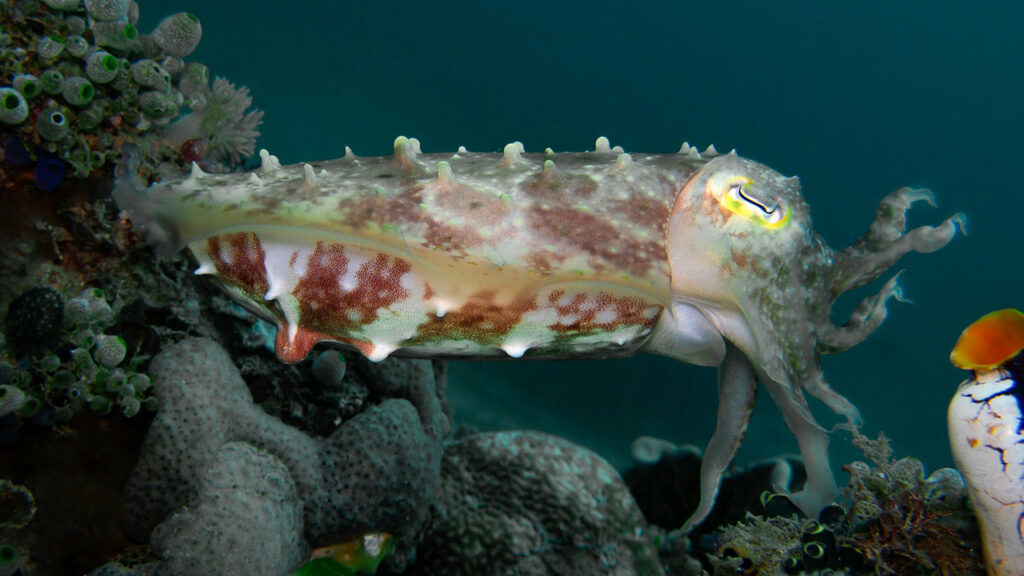 cuttlefish disguised under water