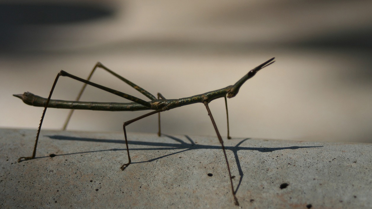 Walking Stick insect disguise its prey by pretending to be a stick