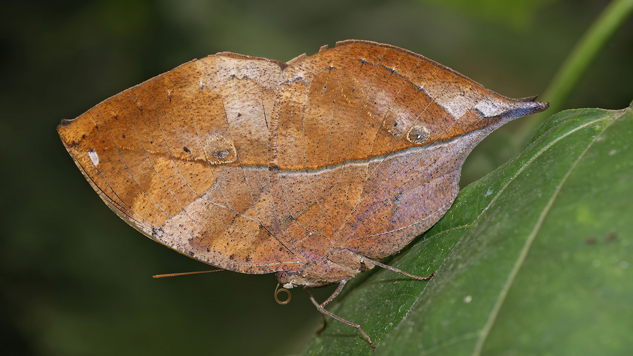 dead leaf butterfly camouflage he prey