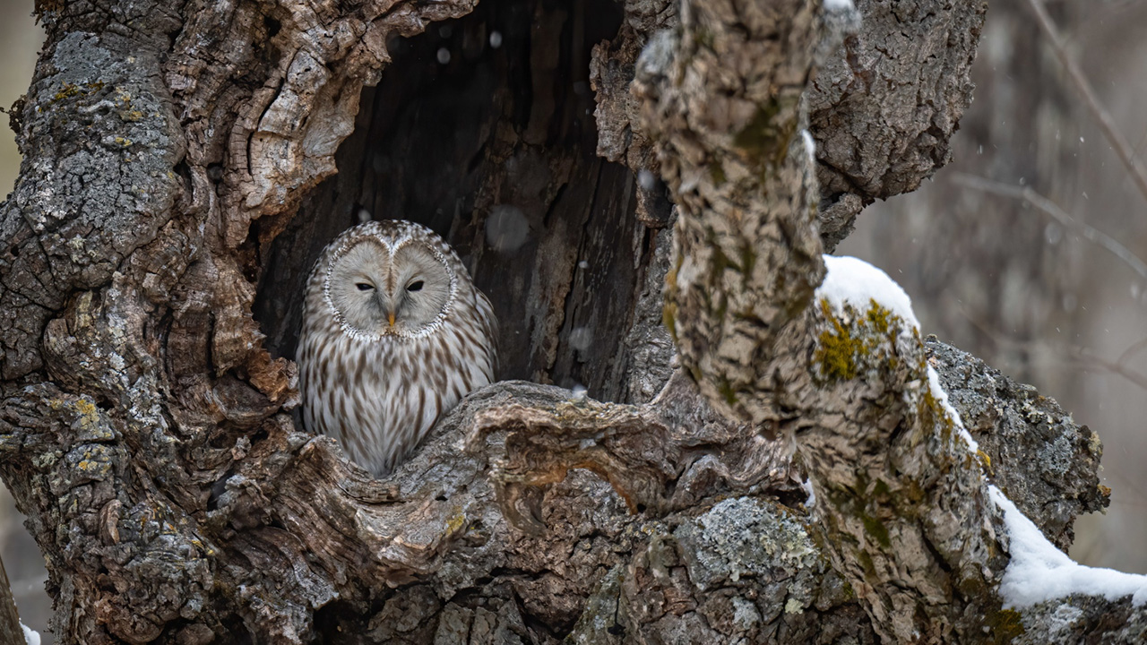 Eastern Screech Owl cloak its prey by hiding in tree 