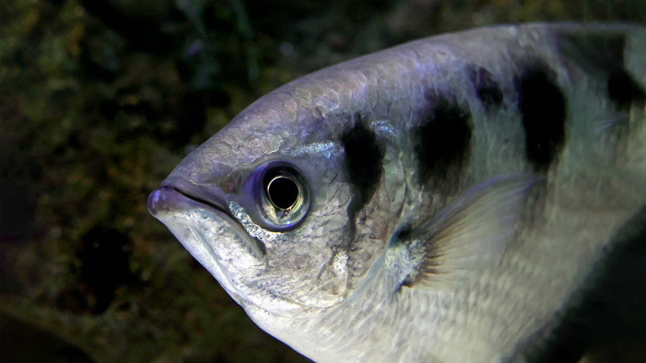 Archer fish startles the prey