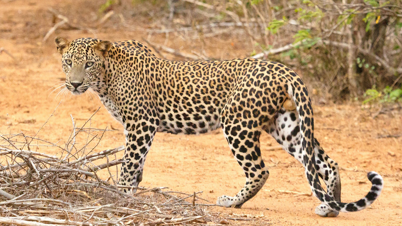 Leopard with a knot structure body can disguise in woody regions easily