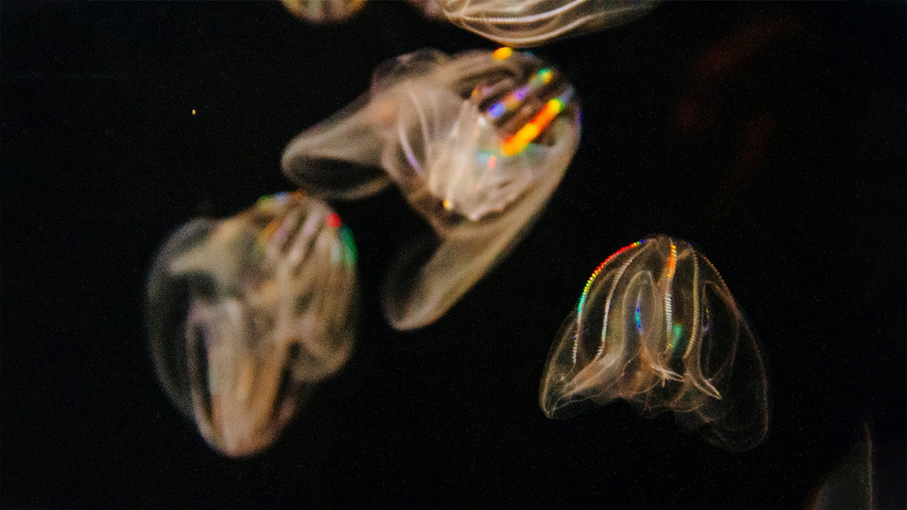 Comb Jelly has bioluminescence features that attracts he prey by disguising them