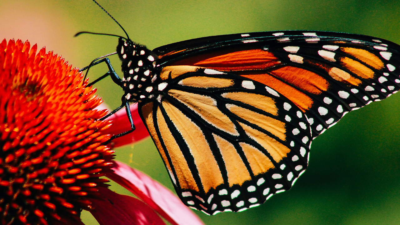 Monarch Butterfly