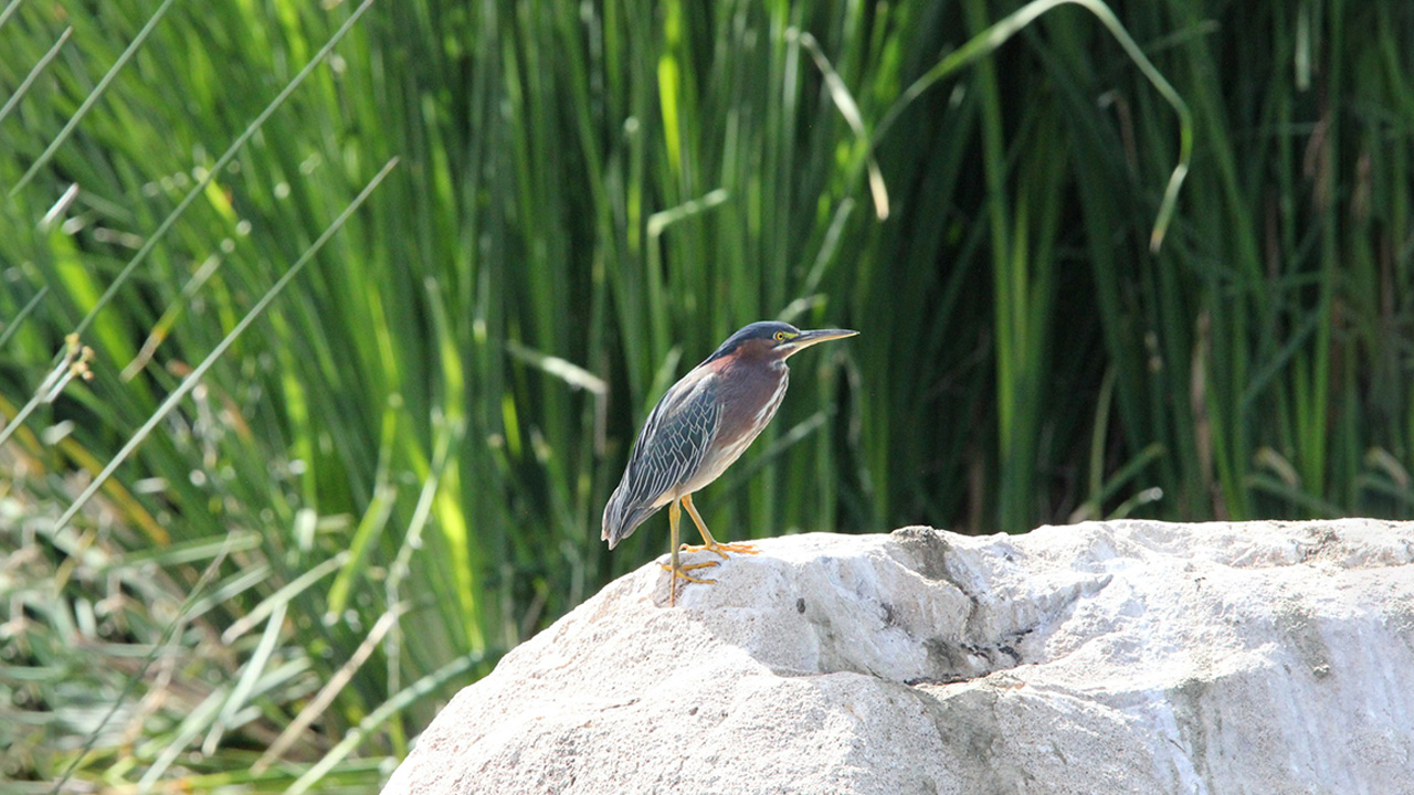 Green herons are very quick to attack and startle the prey