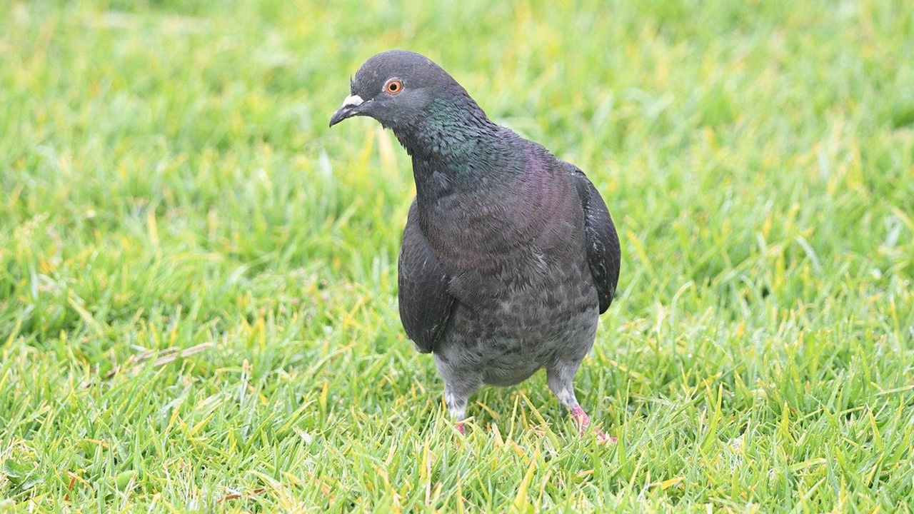 Pigeon Guillemot 