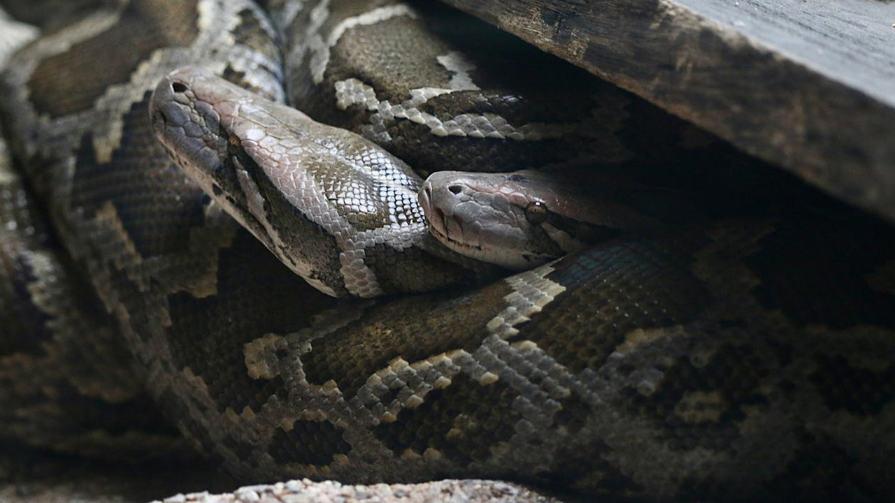 Hognose Snake are known for disguising the prey