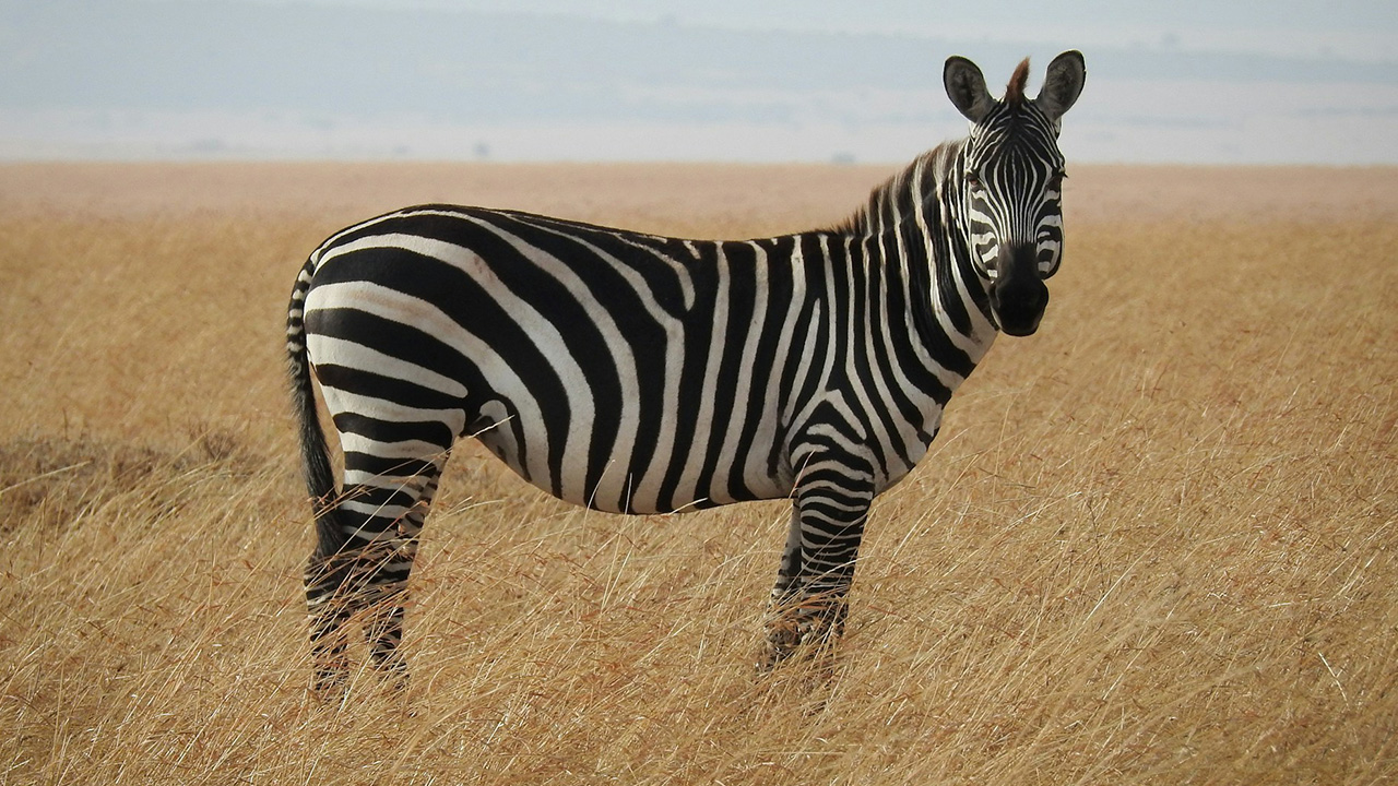 Zebra's patterns work as disguise as well making it an animal that camouflage