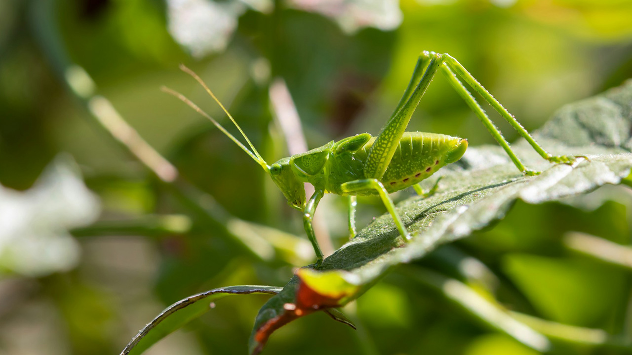 Katydids transform into leaves