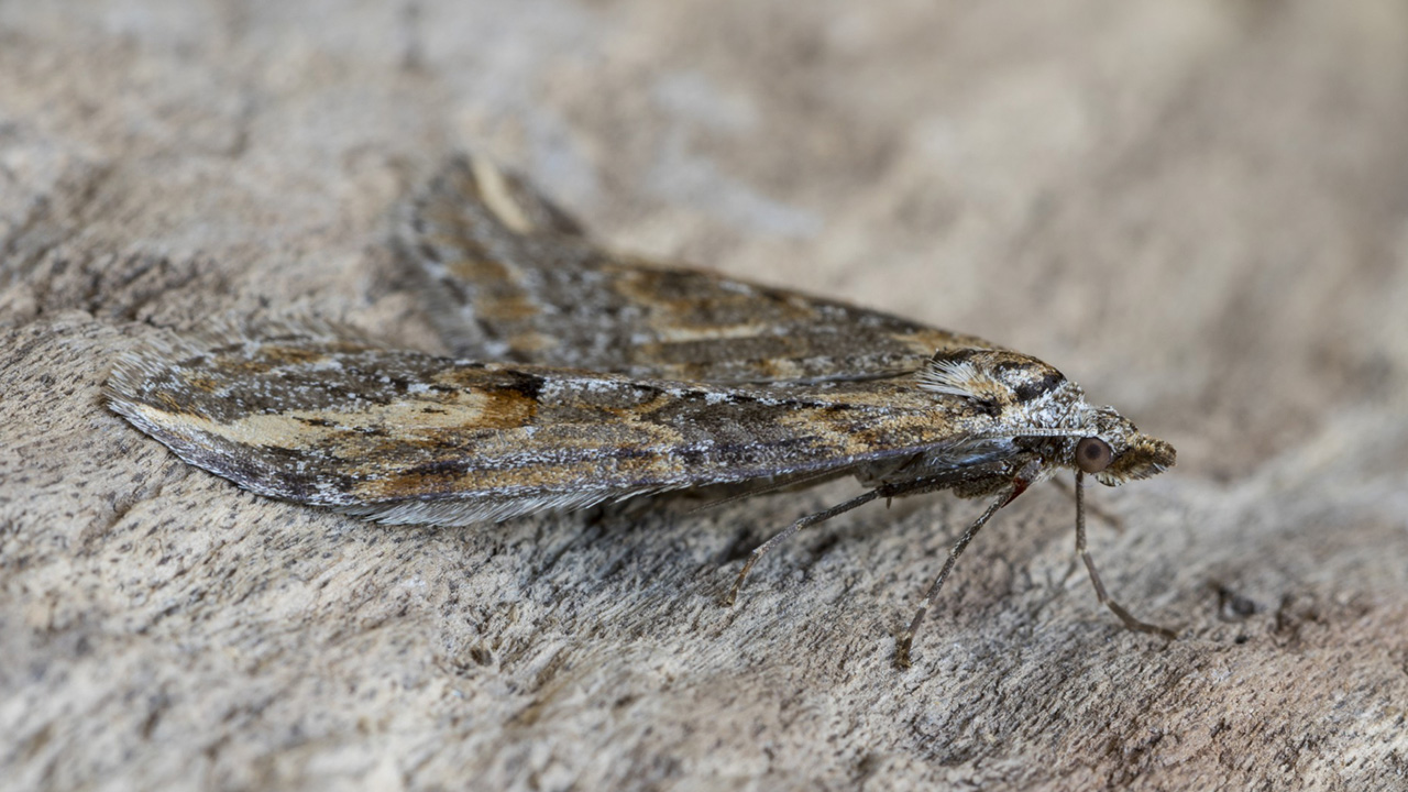 peppered moth also camouflage with background to be safe