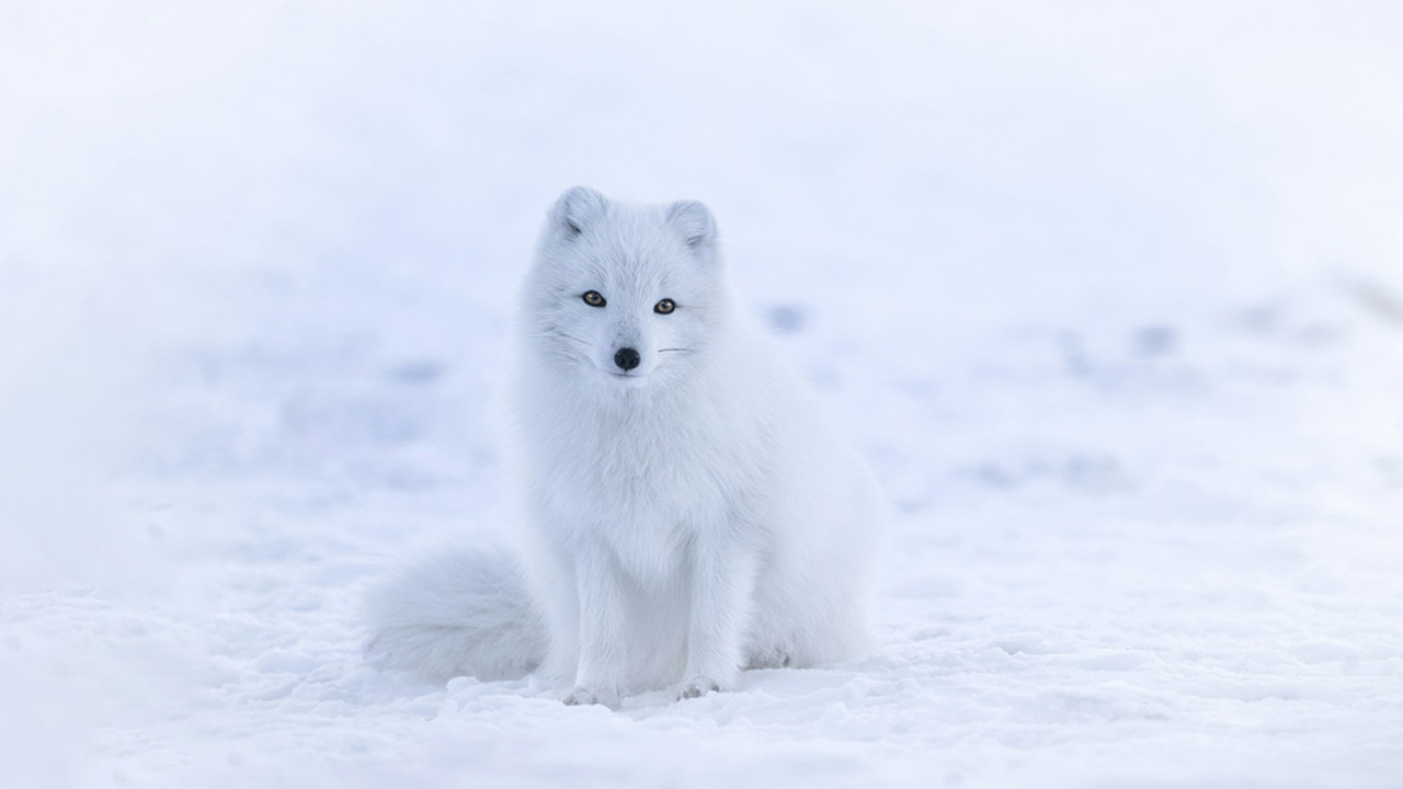 Arctic Fox is and animal that camouflage by turning fur according to winter snow
