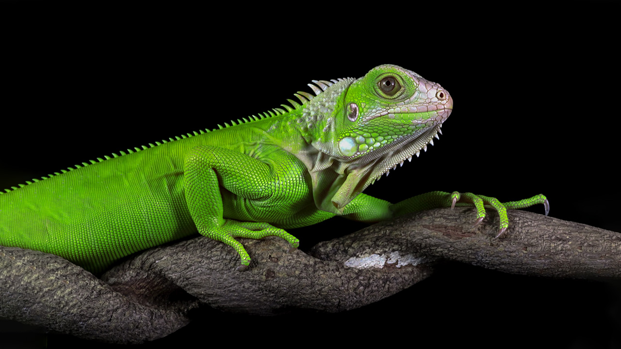 Green Lguana is an animal that camouflage