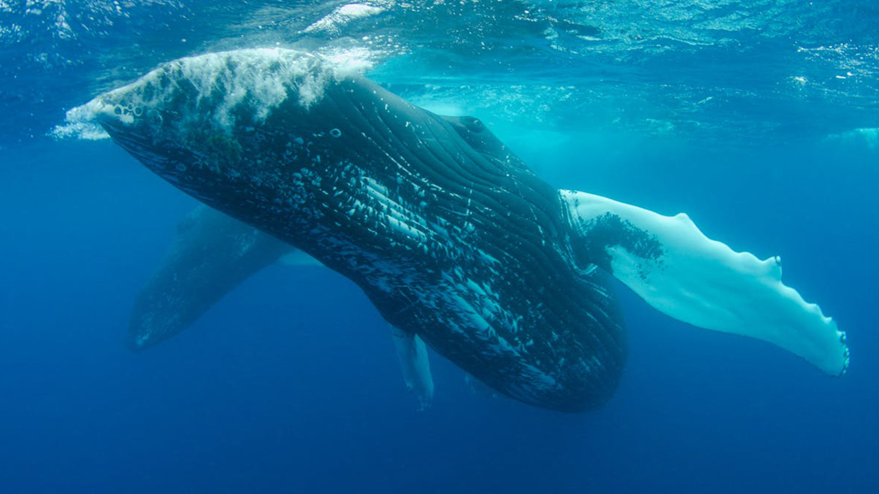 Blue Whales gets dimmer due to pigmentation and disguise