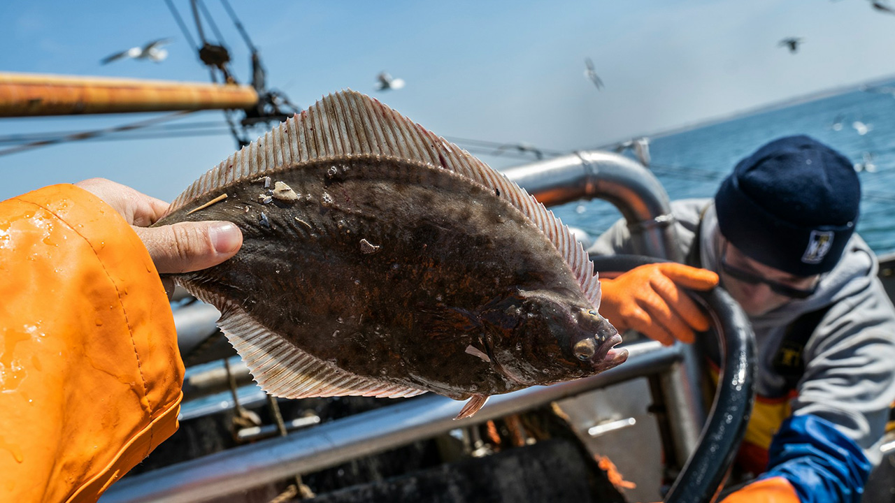 Flatfish converts themselves into sand on beaches to dodge people