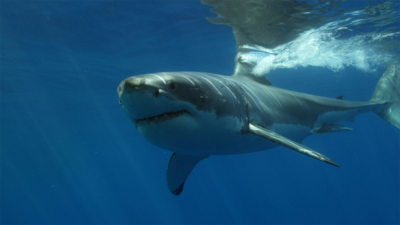 Great white shark hides because of a balanced surface color and disguise people