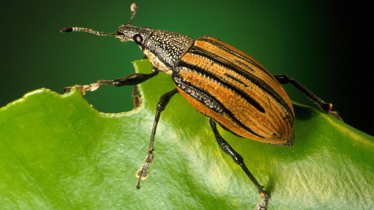 Bombardier Beetles also deceives its prey