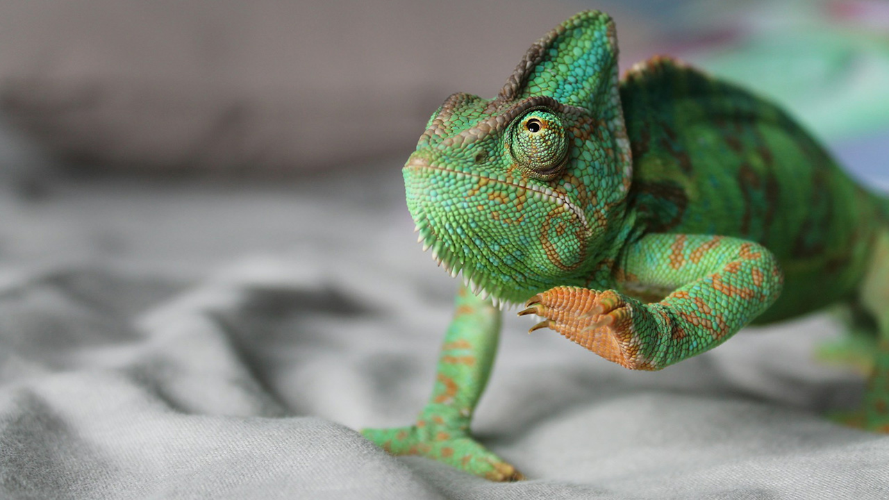 Chameleon blends into the environment and is the most known animal that camouflage