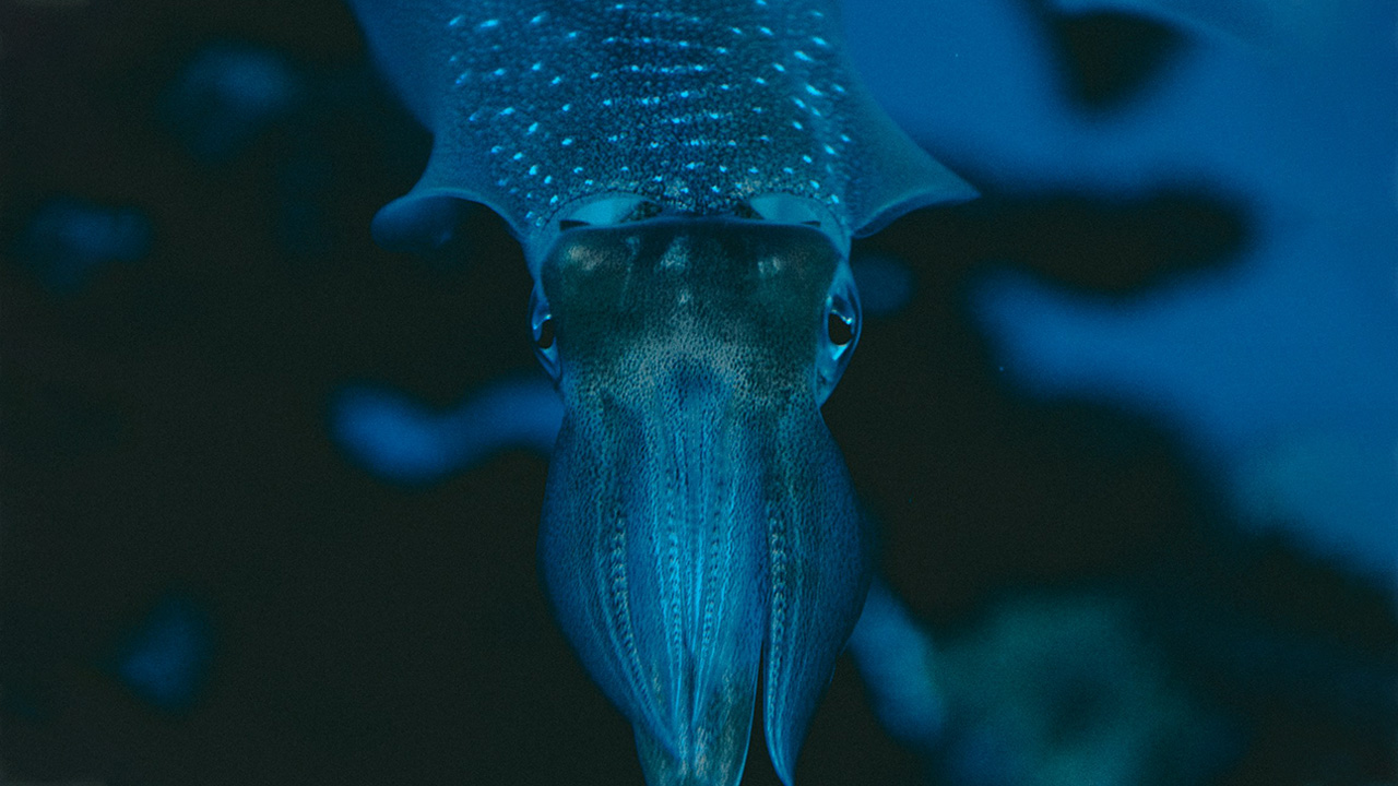 Glass Squid has a unique transparent body and comes under animals that camouflage