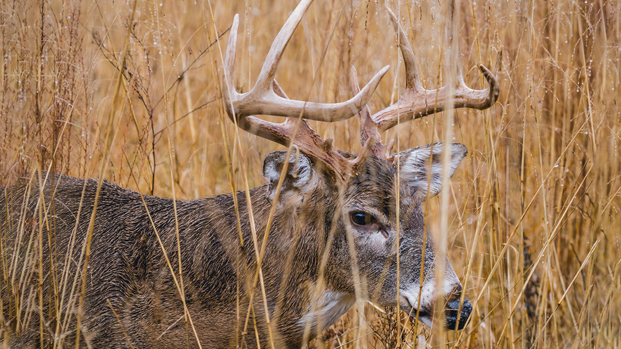 Whitetail Deer disappear due to woody structures on its body and comes under animals that camouflage