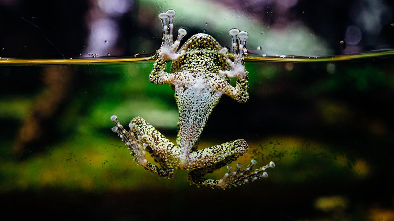 Glass Frog has transparent body