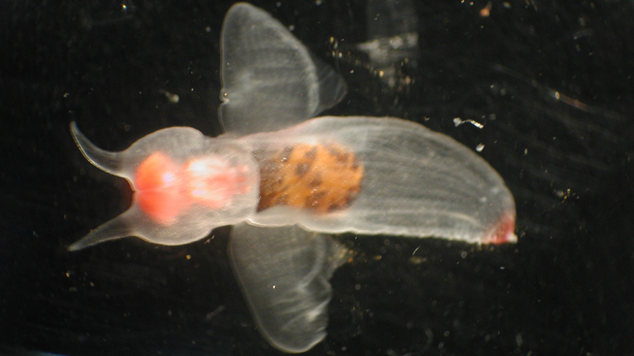 Sea Angels are transparent as well as they have wing-like body structures
