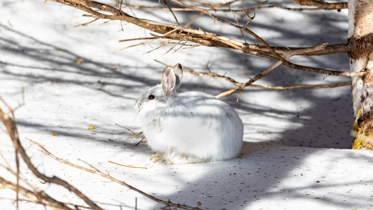Snowshoe Hare is known for transforming fur color according to weather