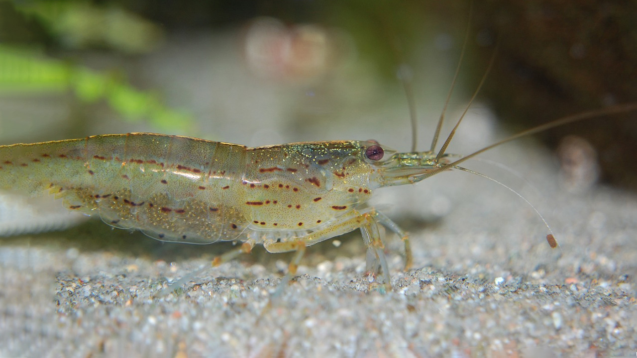 Transparent Shrimp has a unique transparent body