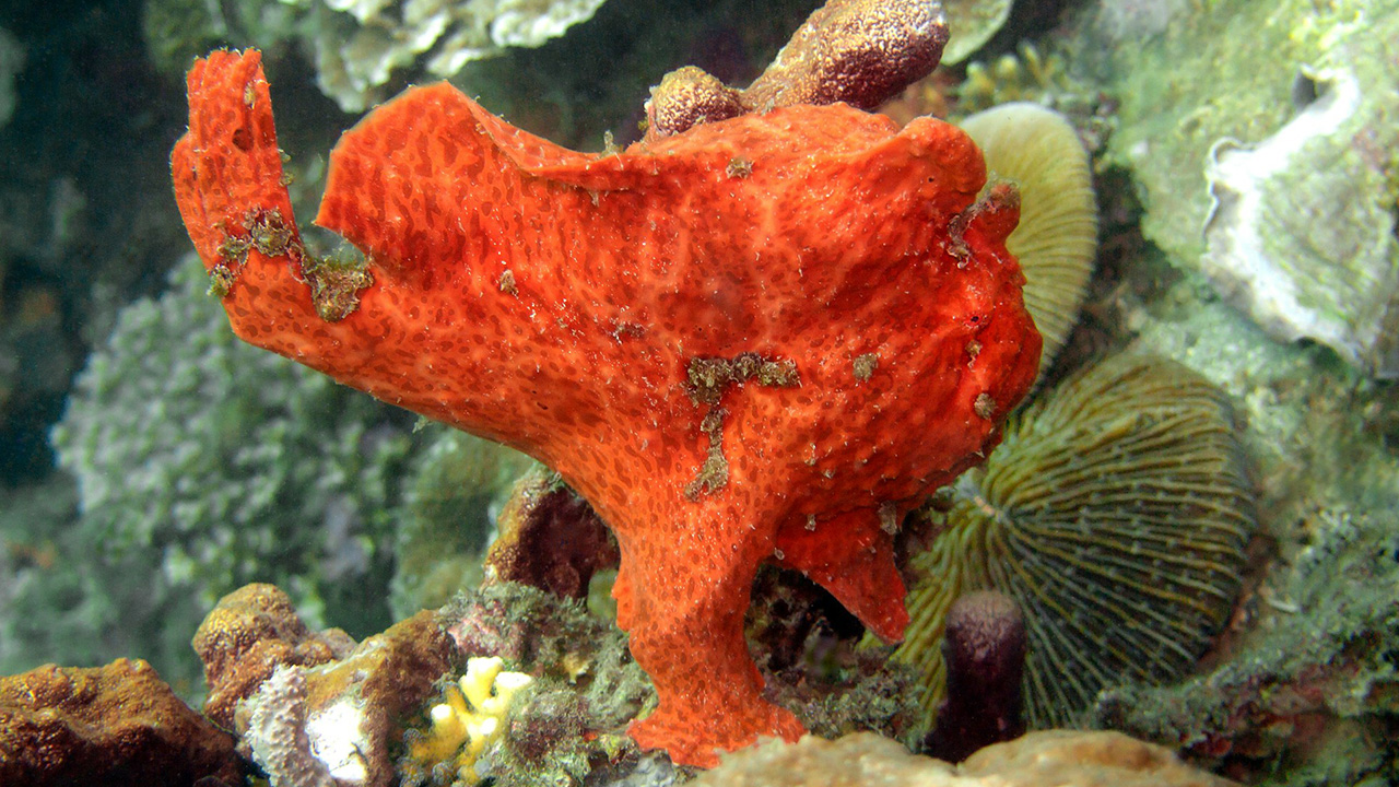 Frog fish are animals that camouflage