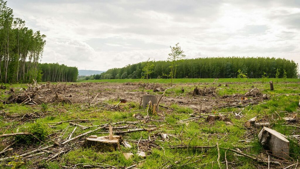 Is Logging Increasing What is Logging? - The Evolution, Impact, and Future
