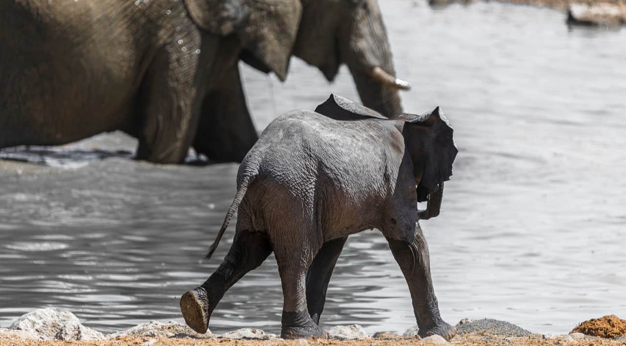 Best Safari in Africa for Wildlife Enthusiasts - 2026