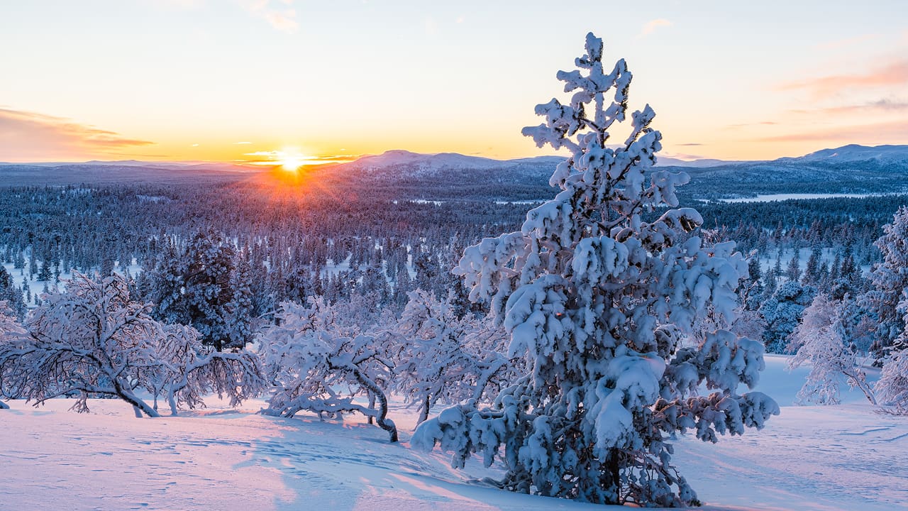 A stunning view of a lapland forest covered in snow
