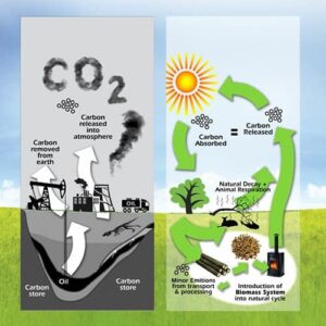 How Deforestation Disrupts the Carbon Cycle? - 2026