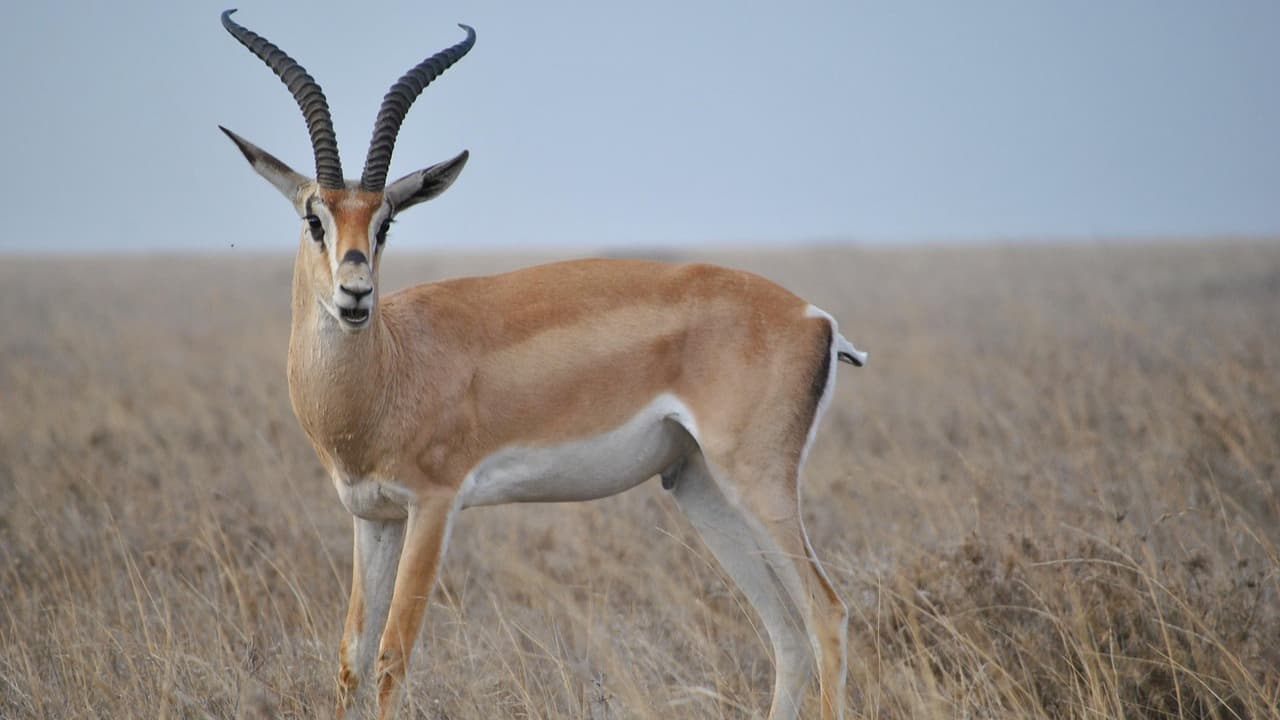 Antelope is in the Chyulu Hills National Park
