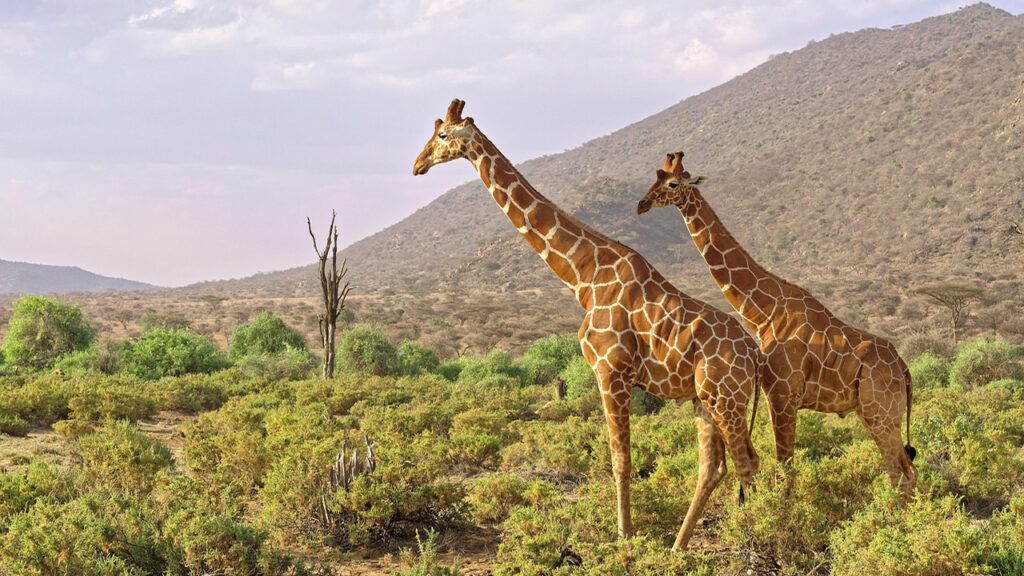 Kenya national parks