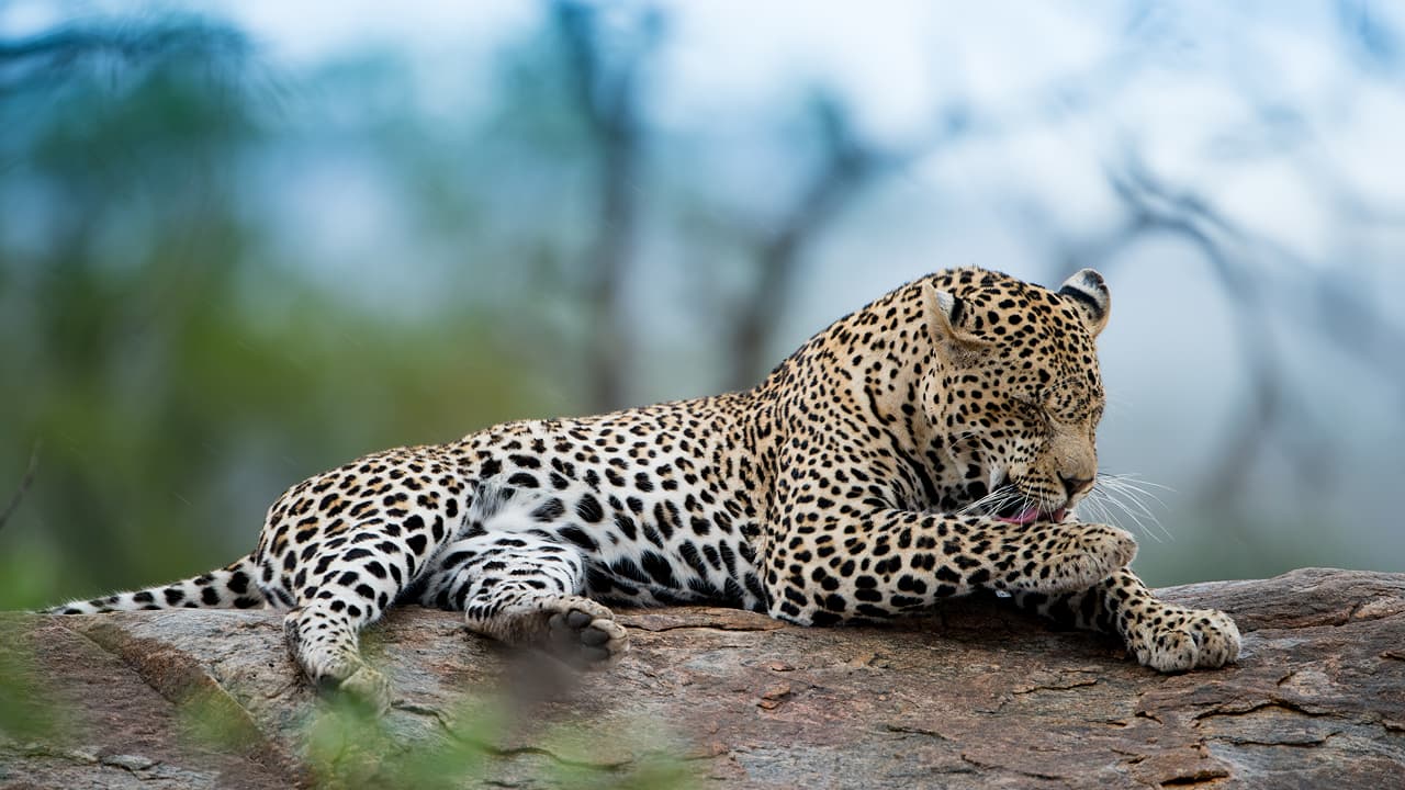 African leopard sitting on a rock