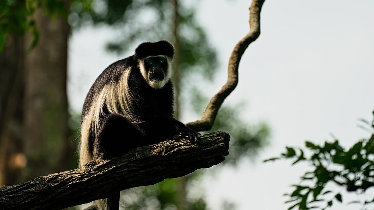 A Colobus Monkey is sitting on a tree trunk